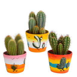 House of cactus Cereus mix 10,5cm - 3x - in Mexicaanse pot (8720387961443)