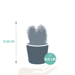 House of cactus Cereus mix 10,5cm - 3x - in Mexicaanse pot (8720387961443)