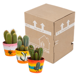 House of cactus Cereus mix 10,5cm - 3x - in Mexicaanse pot (8720387961443)