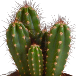 House of cactus Cereus mix 10,5cm - 3x - in Mexicaanse pot (8720387961443)