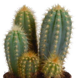 House of cactus Cereus mix 10,5cm - 3x - in Mexicaanse pot (8720387961443)
