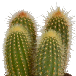 House of cactus Cereus mix 10,5cm - 3x - in Mexicaanse pot (8720387961443)