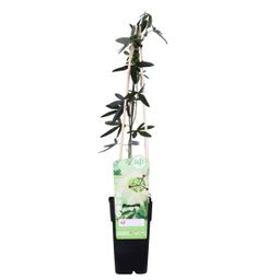 Hoogeveen Passiflora wit caerulea 'Constance Elliot' (8712044874432)