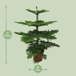Araucaria Heterophylla (8720634285643)