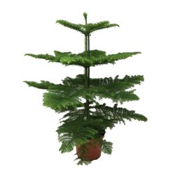 Araucaria Heterophylla (8720634285643)