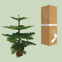 Araucaria Heterophylla (8720634285643)