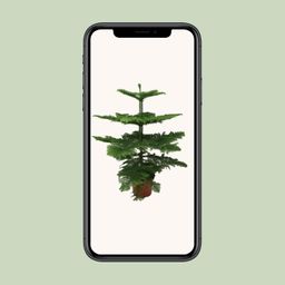 Araucaria Heterophylla (8720634285643)