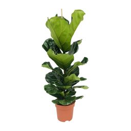 Ficus Lyrata (8720634285407)