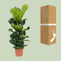 Ficus Lyrata (8720634285407)
