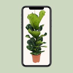 Ficus Lyrata (8720634285407)