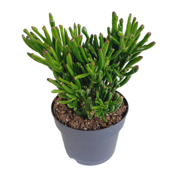 House of cactus Crassula gollum 17cm (8720618070289)