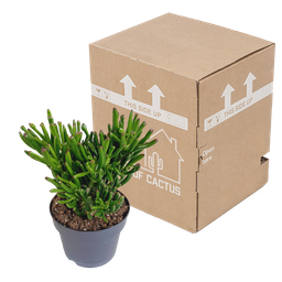 House of cactus Crassula gollum 17cm (8720618070289)