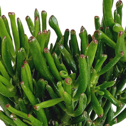 House of cactus Crassula gollum 17cm (8720618070289)
