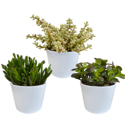 House of cactus Crassula mix 10,5 cm - 3x - in witte pot (8720618070210)