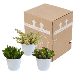 House of cactus Crassula mix 10,5 cm - 3x - in witte pot (8720618070210)