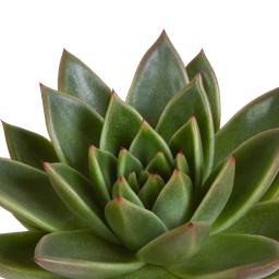 House of cactus Echeveria mix 10.5 cm - 3x - in Mexicaanse pot (8720387961528)