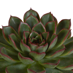 House of cactus Echeveria mix 10.5 cm - 3x - in Mexicaanse pot (8720387961528)