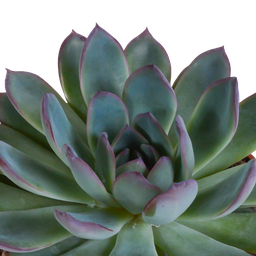 House of cactus Echeveria mix 10.5 cm - 3x - in Mexicaanse pot (8720387961528)