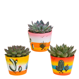 House of cactus Echeveria mix 10.5 cm - 3x - in Mexicaanse pot (8720387961528)