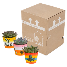 House of cactus Echeveria mix 10.5 cm - 3x - in Mexicaanse pot (8720387961528)