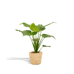 Alocasia Cucullata - Mand Selin (8720634289535)