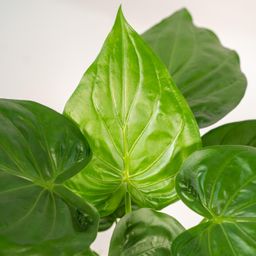 Alocasia Cucullata - Mand Selin (8720634289535)