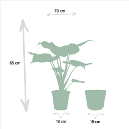 Alocasia Cucullata - Mand Selin (8720634289535)