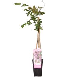 Hoogeveen Wisteria floribunda 'Rosea' - Roze regen (8712044842431)