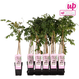 Hoogeveen Wisteria floribunda 'Rosea' - Roze regen (8712044842431)