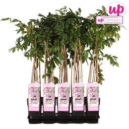 Hoogeveen Wisteria floribunda 'Rosea' - Roze regen (8712044842431)