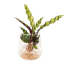 Calathea Insignis in Kingston glas (8720634287500)
