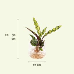 Calathea Insignis in Kingston glas (8720634287500)