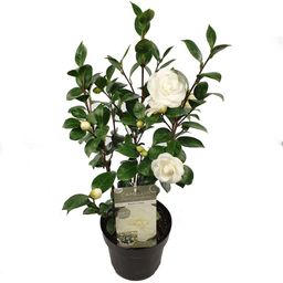 Son & koot Camellia jap. 'Nuccio's Gem' (8719325582444)