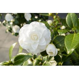 Son & koot Camellia jap. 'Nuccio's Gem' (8719325582444)