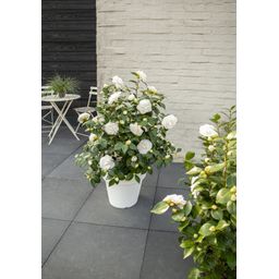 Son & koot Camellia jap. 'Nuccio's Gem' (8719325582444)