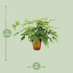 Monstera Minima (8720634284882)