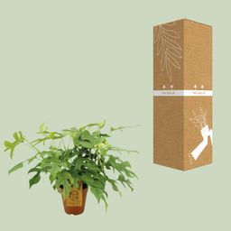 Monstera Minima (8720634284882)