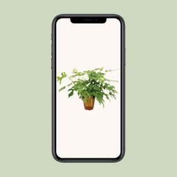 Monstera Minima (8720634284882)