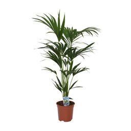 Howea forsteriana - - Ø21 - ↨120cm (8720634287678)
