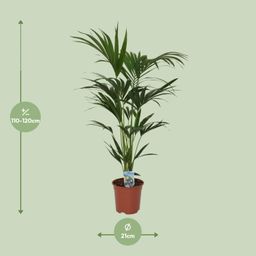 Howea forsteriana - - Ø21 - ↨120cm (8720634287678)
