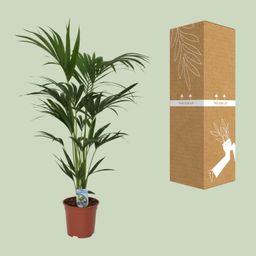 Howea forsteriana - - Ø21 - ↨120cm (8720634287678)