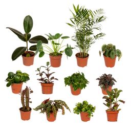 Buitenbeentjesbox - Ø12cm - 12x (8720634287227)