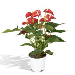 Anthurium Red (8720634285445)