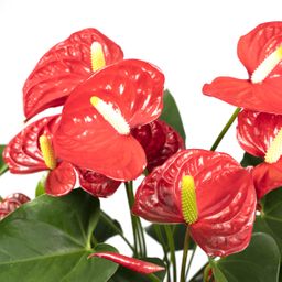 Anthurium Red (8720634285445)