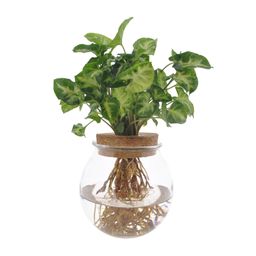 Syngonium Pixie (8720634287548)