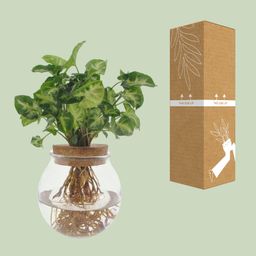 Syngonium Pixie (8720634287548)