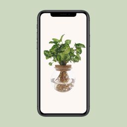 Syngonium Pixie (8720634287548)