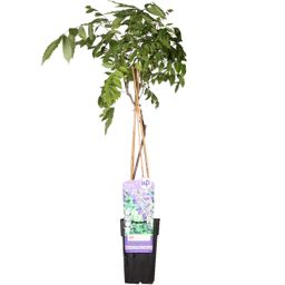 Hoogeveen Wisteria sinensis 'Prolific' - Blauwe regen (8712044842448)