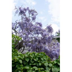 Hoogeveen Wisteria sinensis 'Prolific' - Blauwe regen (8712044842448)