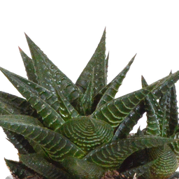 House of cactus Gasteria/Haworthia mix 8,5cm - 3x - in Mexicaanse pot (8720387961368)